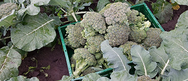 Broccoli Verschuren