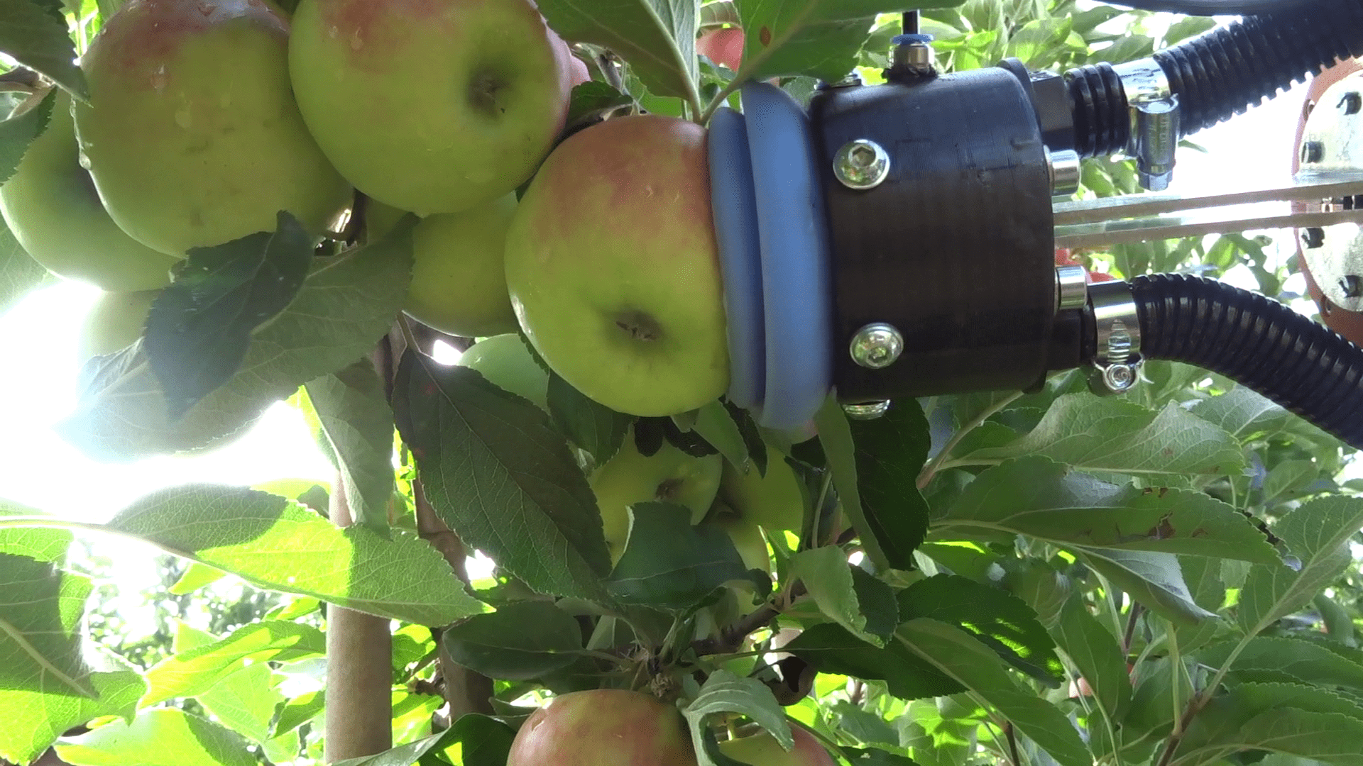 De gripper van de appelplukrobot